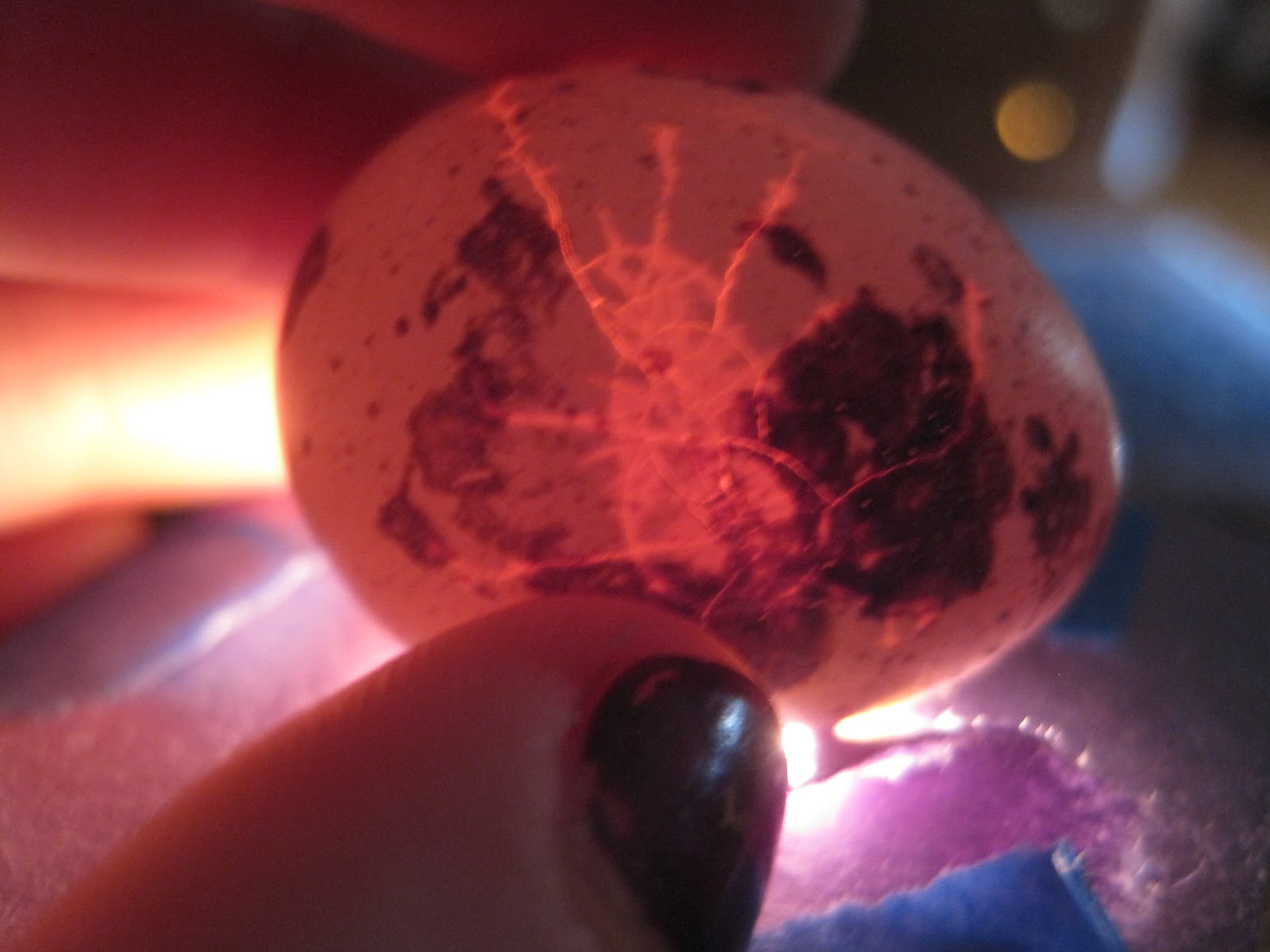 Teeny tiny quail Candling the eggs....