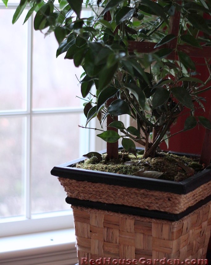Red House Garden Houseplants on Beds of Moss