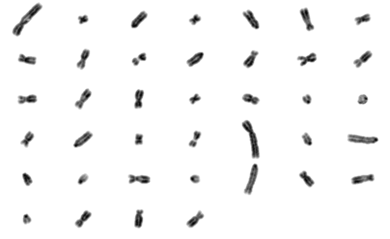 How Many Chromosomes Make A Pig A Genetic Deep Dive - tu77ou2