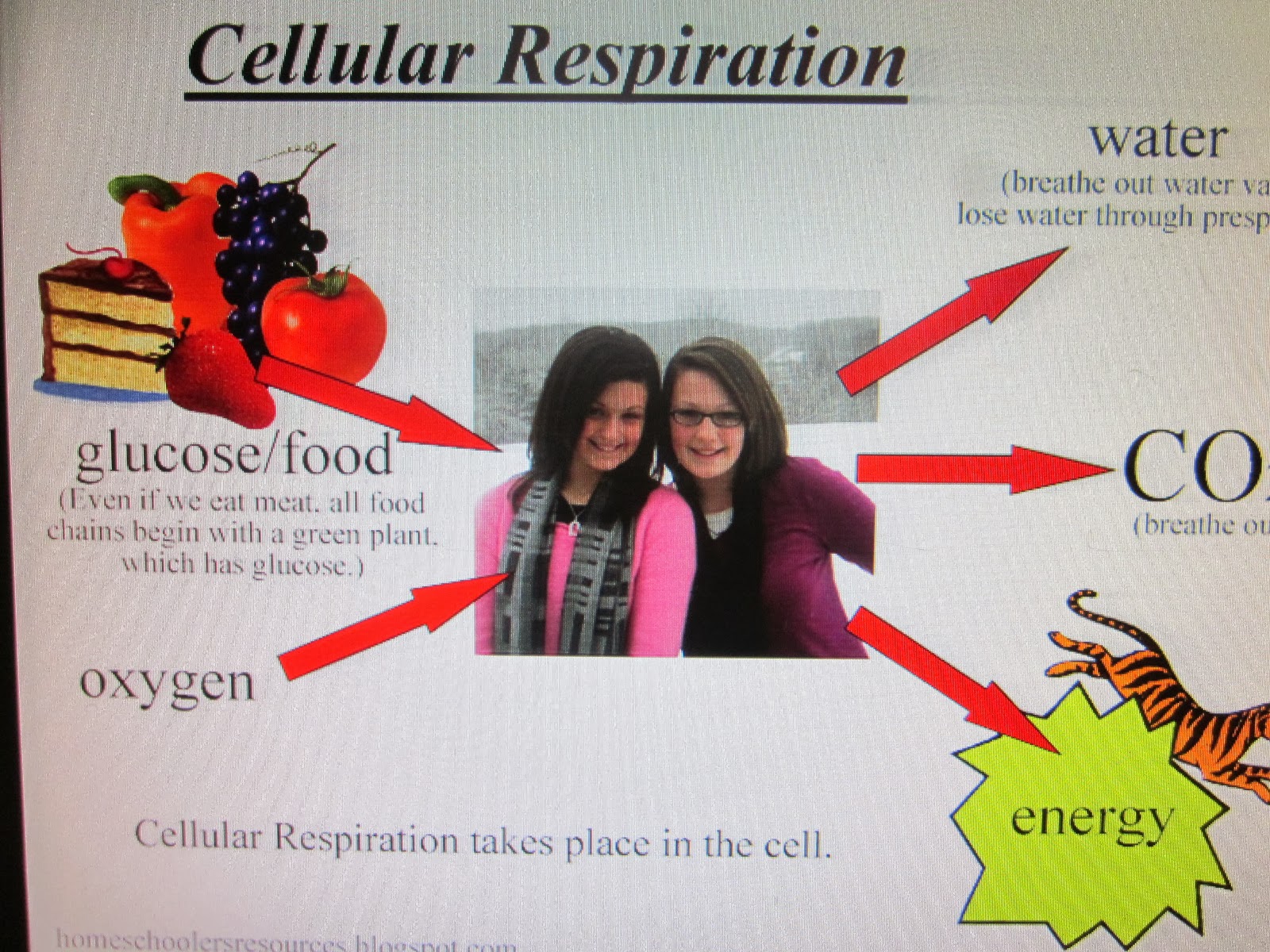 Cell Respiration