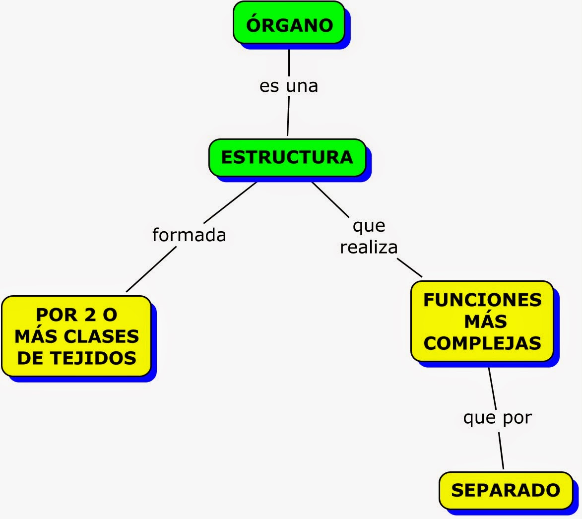 Mapa Conceptual Sistema Circulatorio Related Keywords Mapa Conceptual Sistema Circulatorio Related Keywords