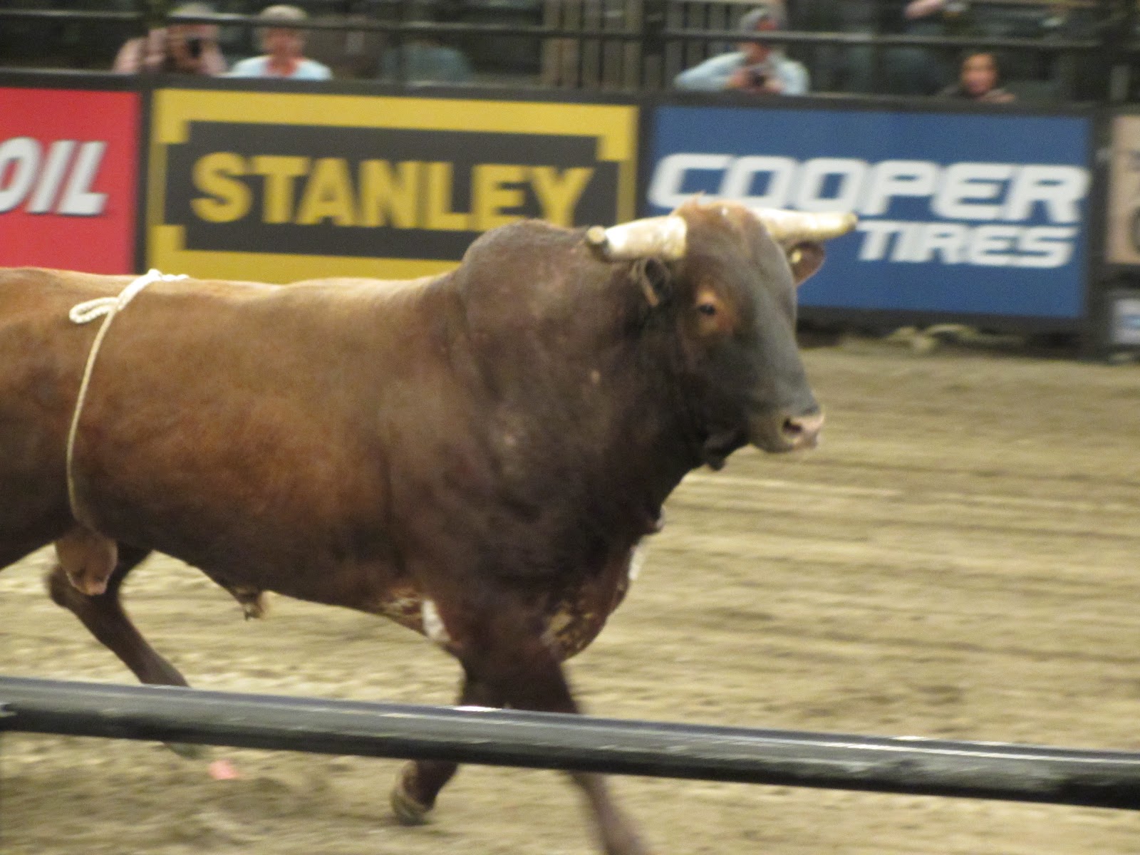 bucking bull pictures