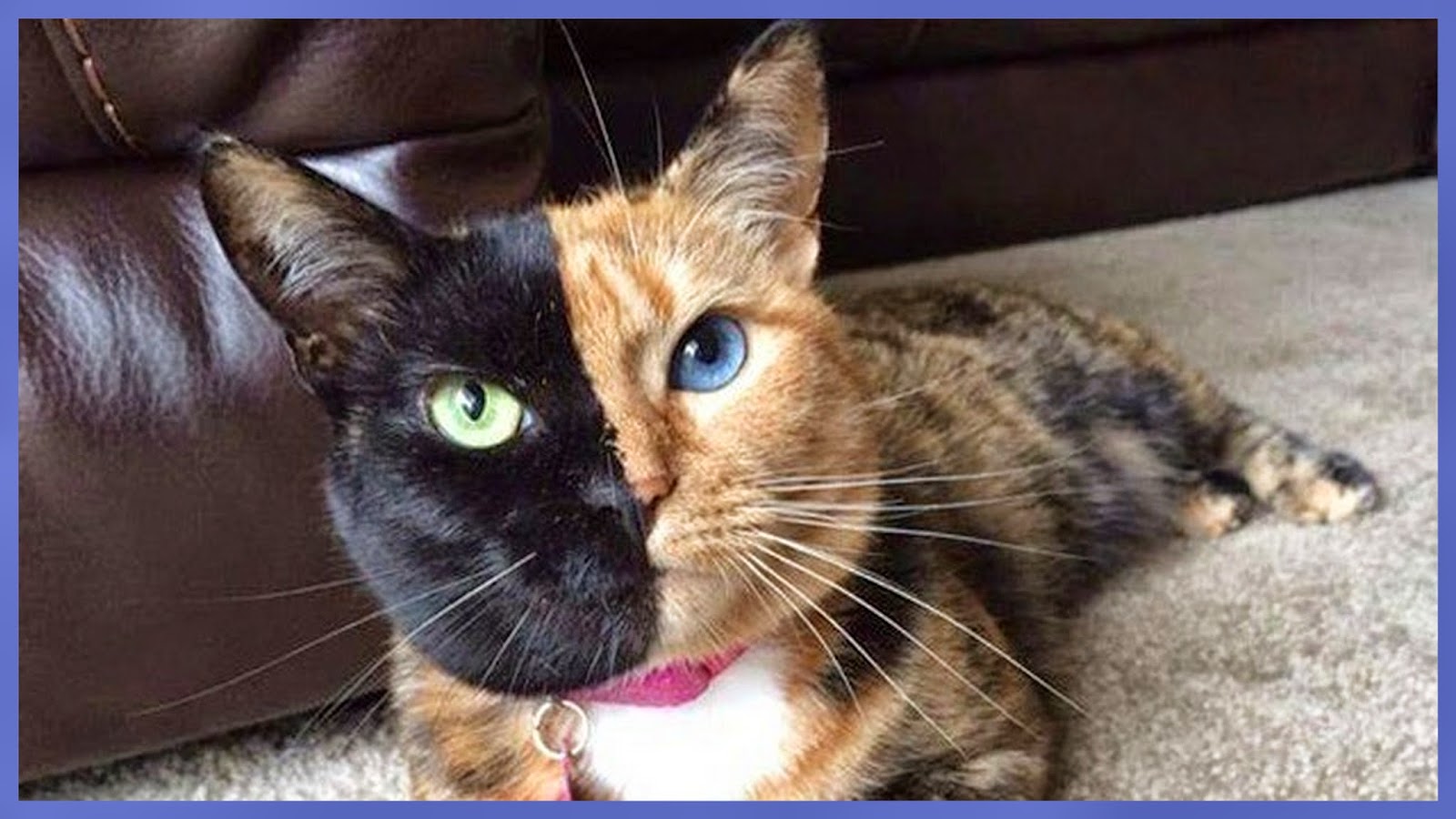 Re Train Your Brain To Happiness 10 Animals With Unusual Color Mutations