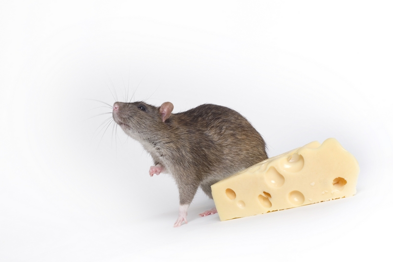 Mouse and Cheese Priceless Pic