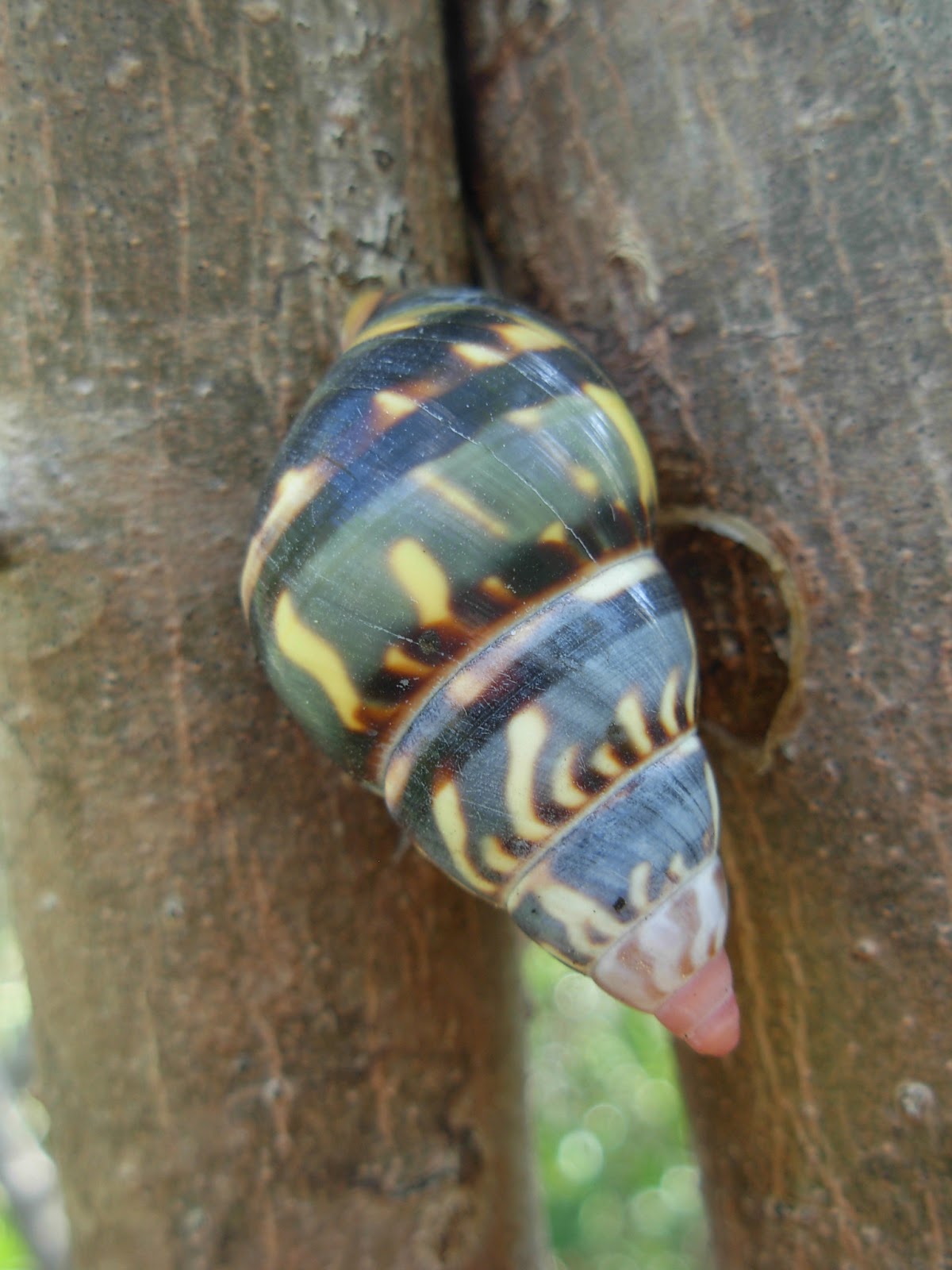 Pieces of Eight Snails, Flowers and Friends in the Everglades