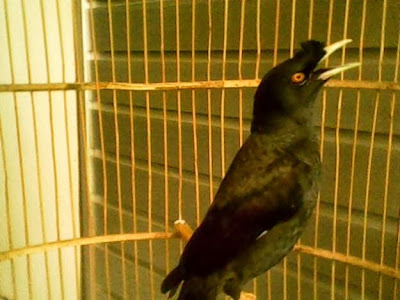 Cara Pintar Merawat Burung Jalak Kerbau Kebo Tips Cara Merawat