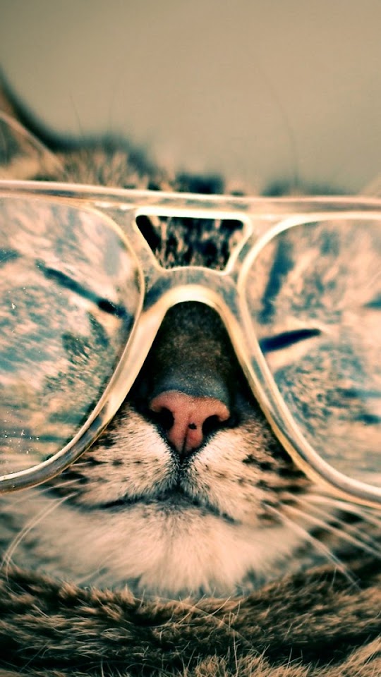 Funny Cat Eyeglasses  Android Best Wallpaper