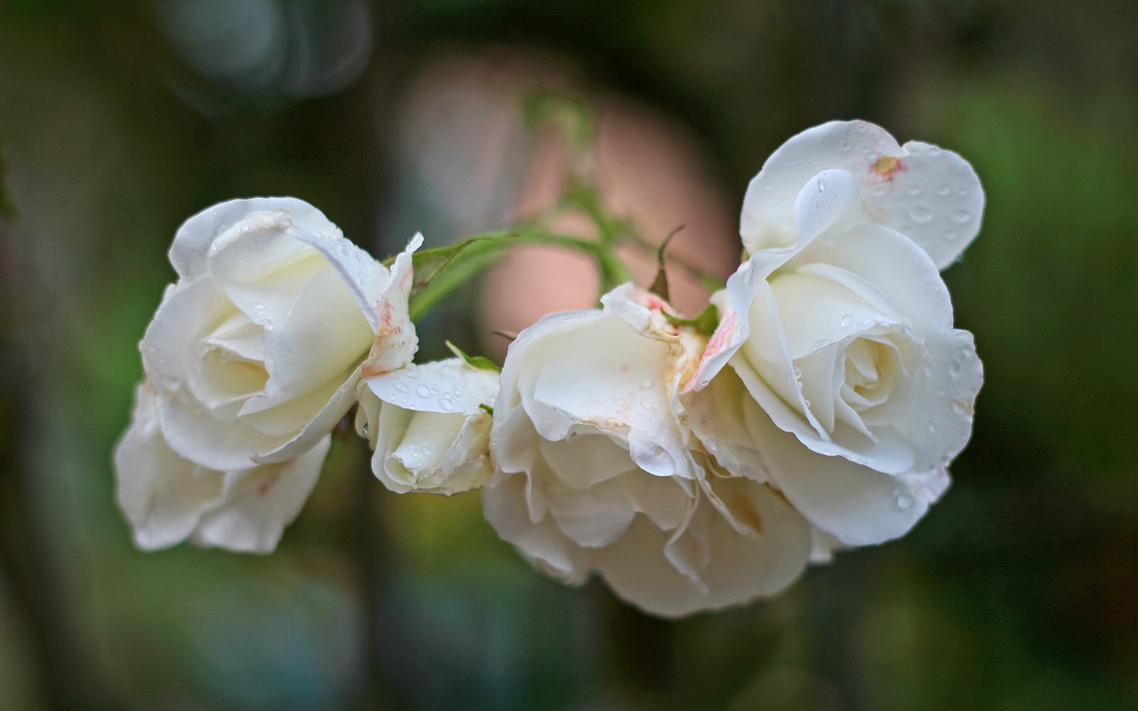 Resultado de imagen de flores bonitas blancas
