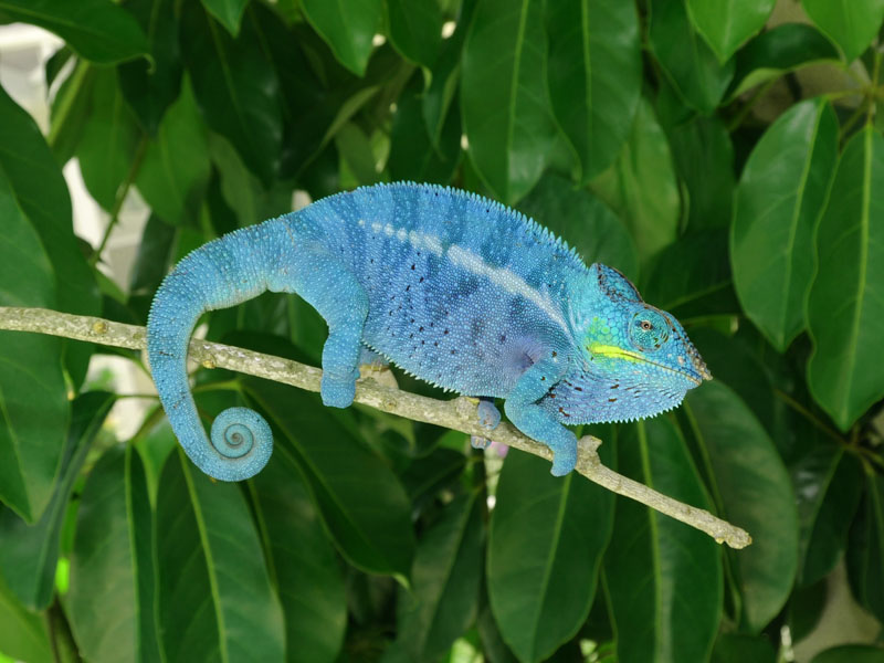 beautiful and colorful panther chameleon pictures beautiful and colorful panther chameleon pictures