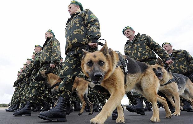 army dogs saved by dogs continental shepherds german army dogs saved by dogs continental shepherds german