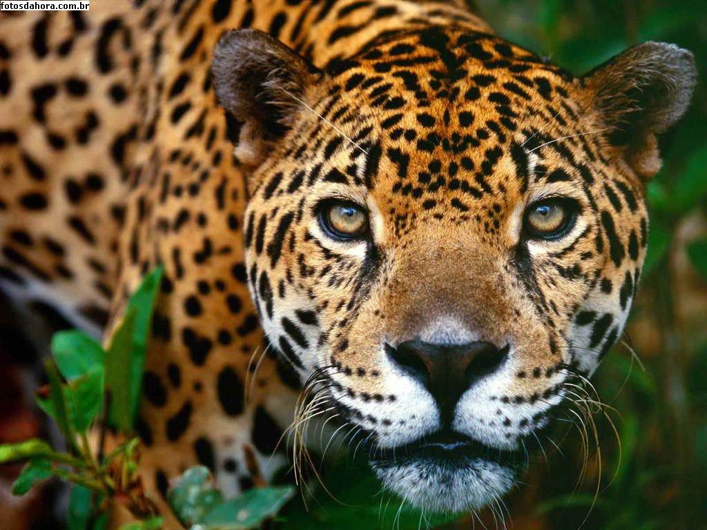 Salva Mata: ONÇA PINTADA (Panthera onça)