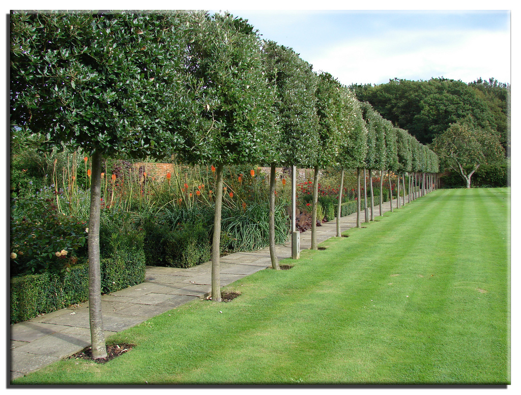 David Dangerous Pleached trees Stilted Trees Raised Hedging