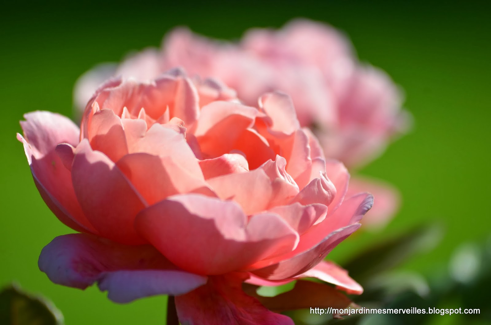 Marguerite Vector Icon Telecharger Vectoriel Gratuit Clipart