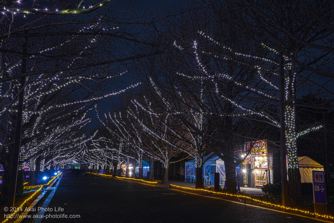 国営昭和記念公園のイルミネーション(銀杏並木)