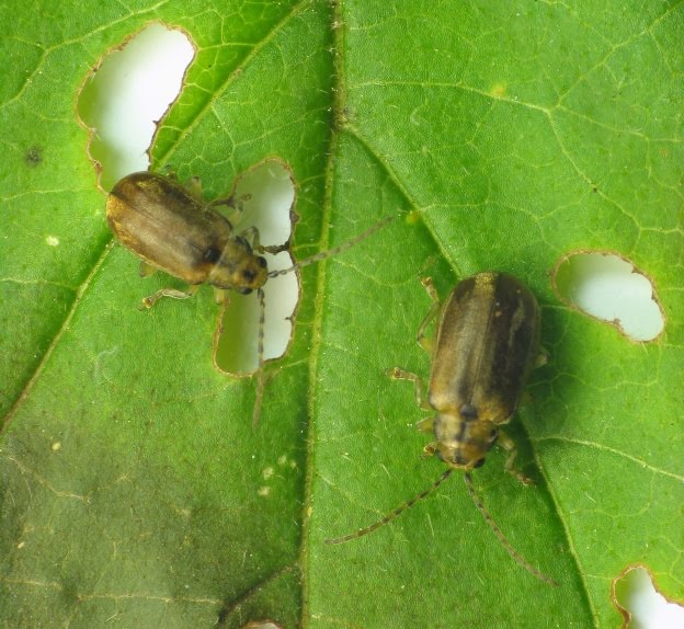 The  of Life Viburnum leaf beetle, an introduced pest