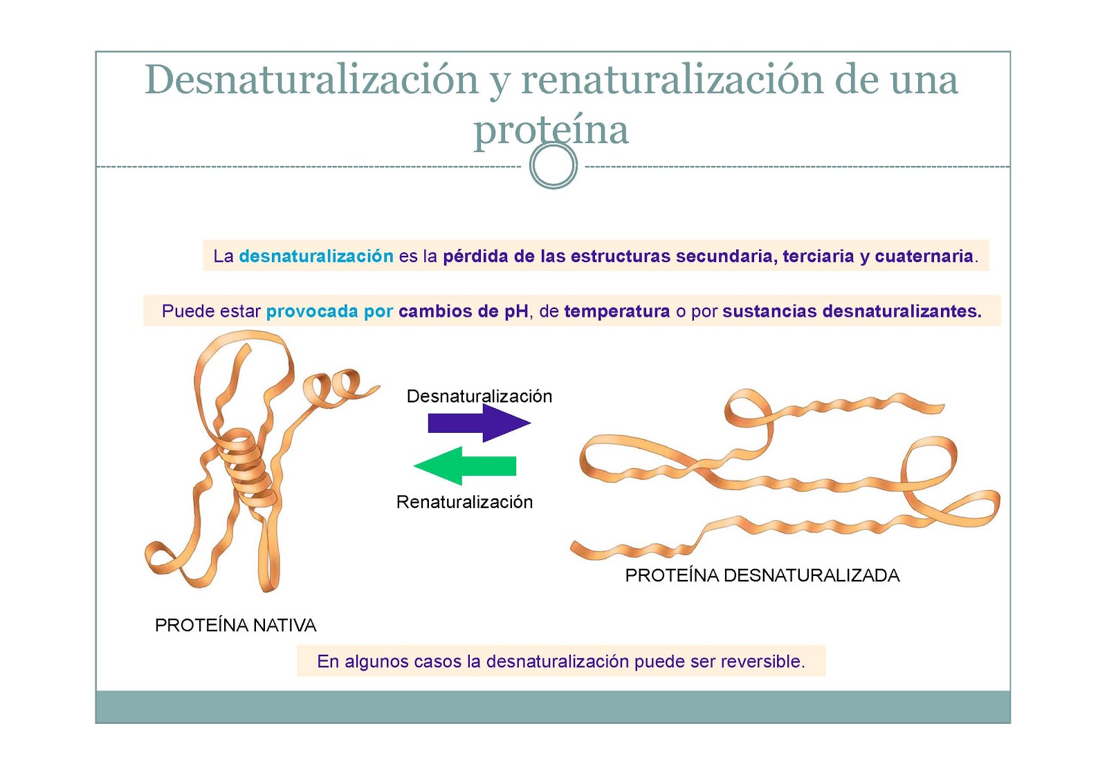 El Mundo de Saccharomyces: PROTEÍNAS El Mundo de Saccharomyces: PROTEÍNAS