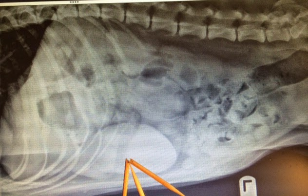 Taco Belle Times Tails Of A Baby Boomer Veterinarian