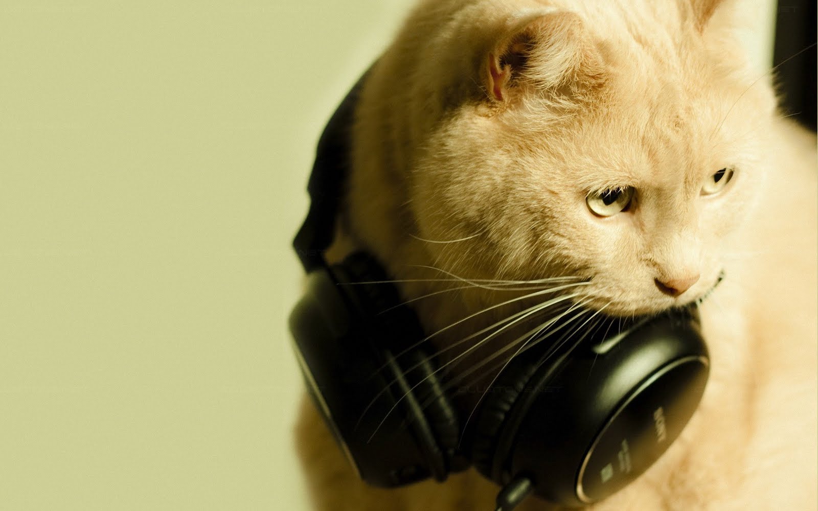 Cat In Headphones