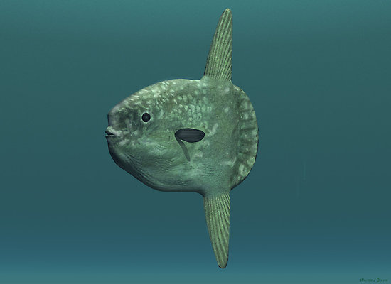 Shark Tail Sunfish
