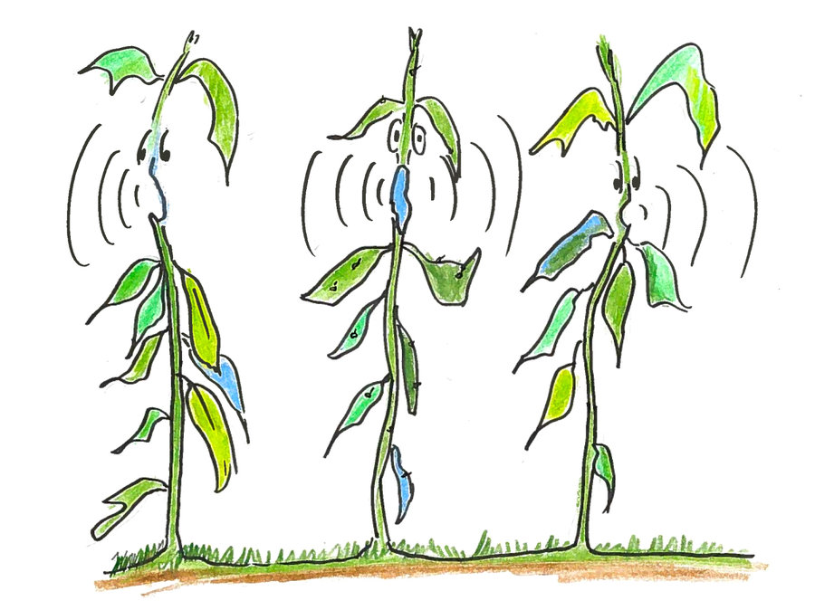 125 Plant hormones Auxin Biology Notes for A level