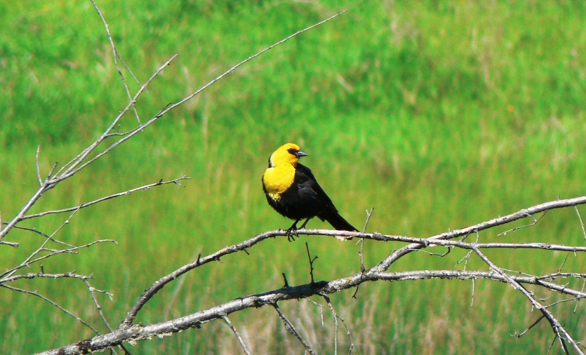 Ken Cross in Canada 2012 birds, nature & birds Okanagan Weekend