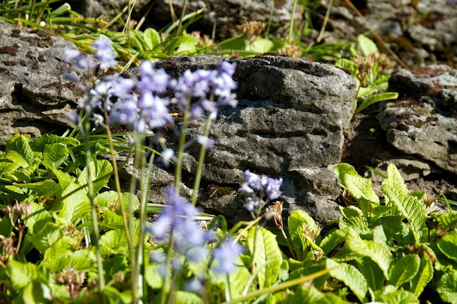 Beaumont Park Bluebells Beaumont Park Bluebells