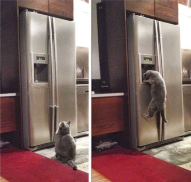Funny cats - part 106 (40 pics + 10 gifs), cat and kitten pictures, cute cats, adorable cat pictures