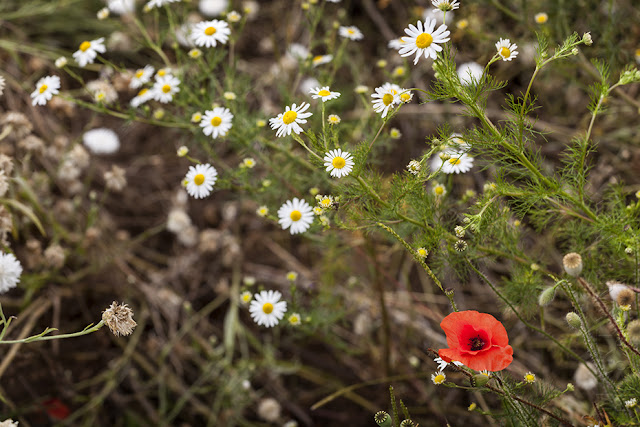 Poppies & daisies caught on camera by Martyn Ferry Photography