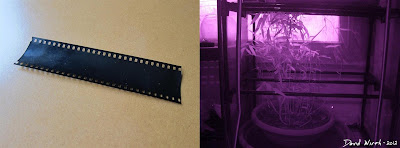 Infrared film negative
