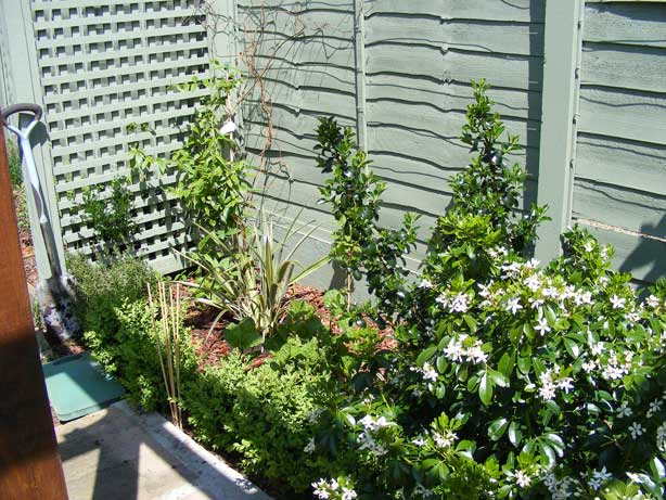 Future Plants By Randy Stewart Escallonia