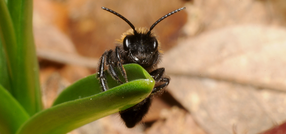 Falmouth Nature Notes 