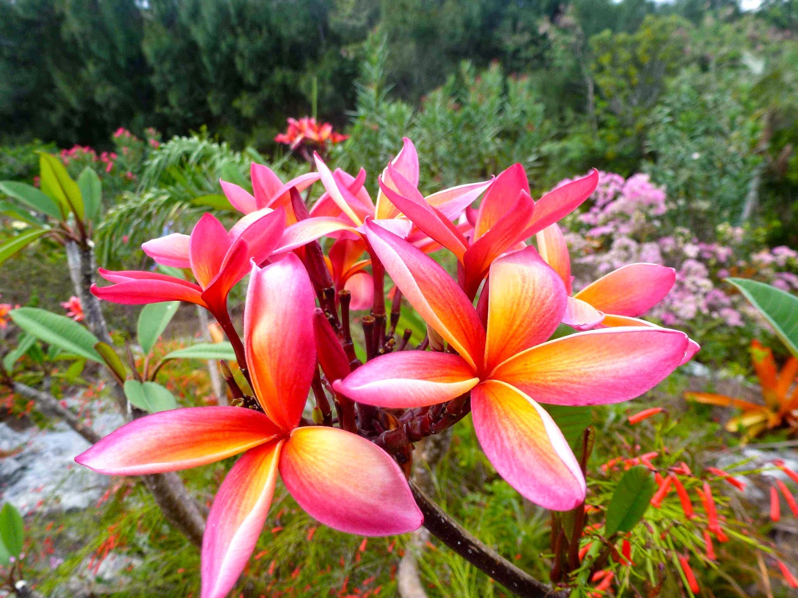 The Baiting Hollow Hummingbird Sanctuary On our way; Calypso flowers
