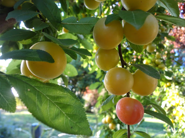  Ciruelas del prunus cerasifera