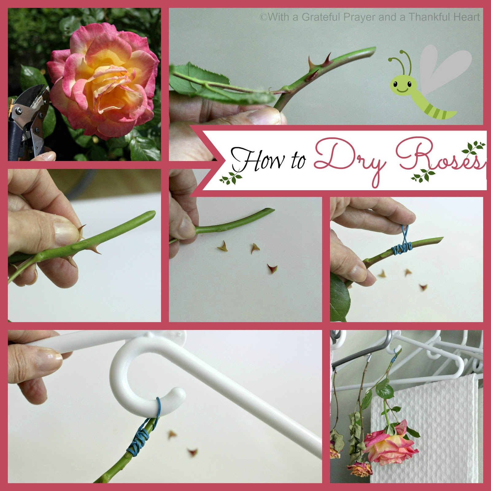 With a Grateful Prayer and a Thankful Heart How to Dry Roses