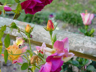 Fence Roses