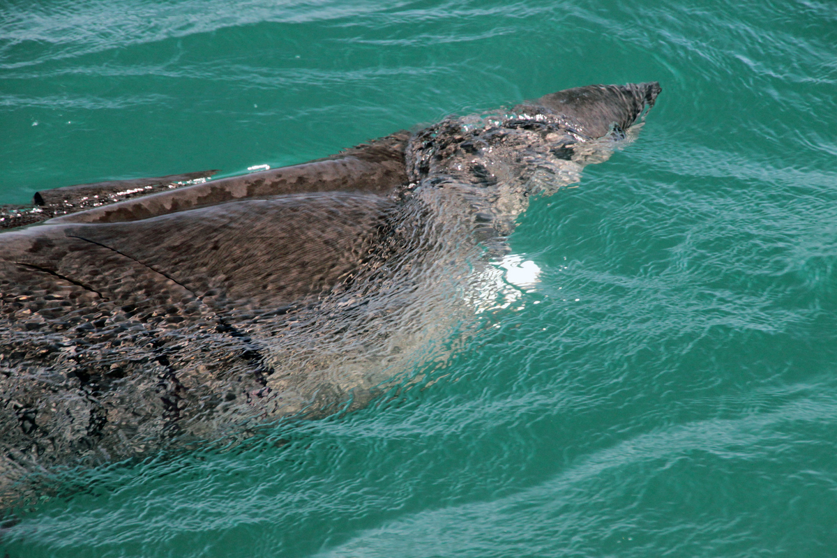 http://1.bp.blogspot.com/-oTmRqD10mKU/UEYjQ0-xluI/AAAAAAAABfY/T1bsZXzXBVE/s1600/Basking-Shark+Banded+Guitarfish+Banded+wobbegong+Barndoor+skate+Basking+shark+Bat+Ray+Big+skate+Bigeye+Sixgill+Shark+Shark+facts+shark+attacks+beautiful+amazing+animal+pictures-by-Les-Dean-2.jpg