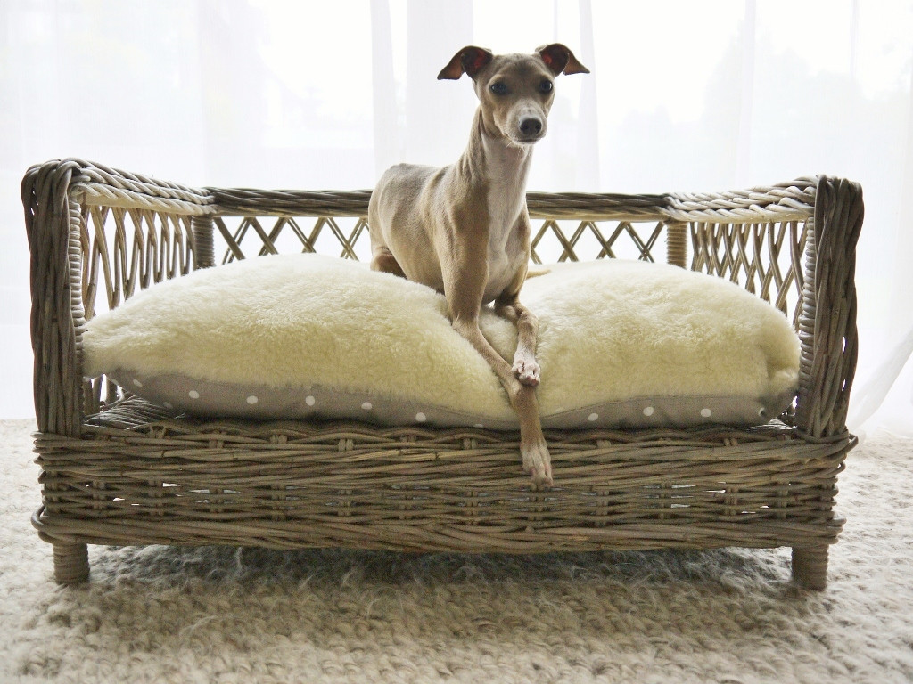 design Picks For Your Pampered Pooch