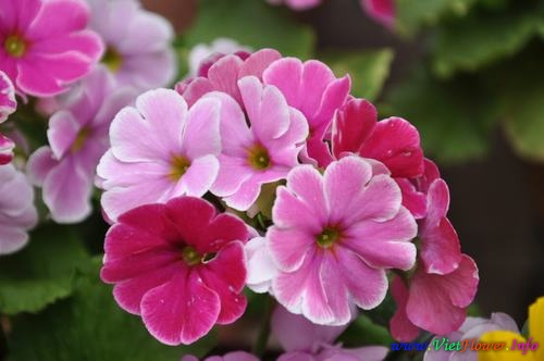 hoa anh thao Ý nghĩa hoa Anh Thảo