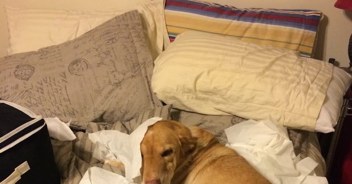 Suzassippi's Lottabusha County Chronicles What to do when your dog has