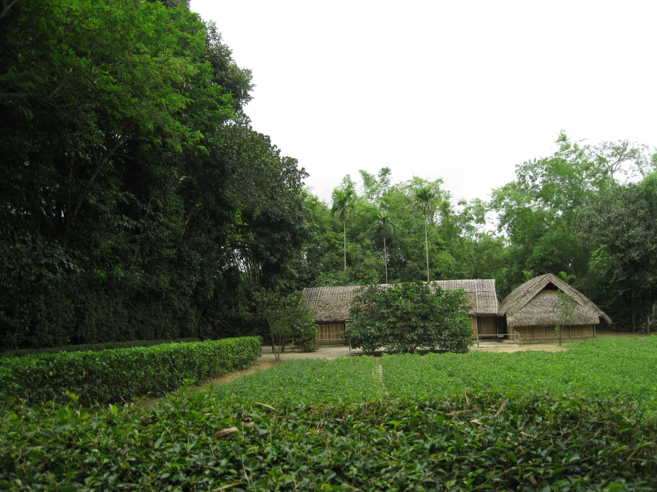 Thưởng ngoạn mùa hoa Mặt trời trên quê Bác 6 mua hoa huong duong