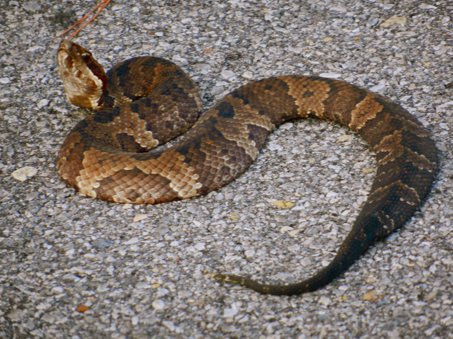 Where's Eldo? Snakes Alive! It's a Cottonmouth?
