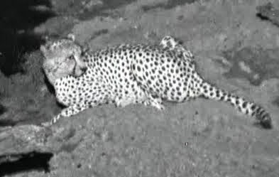 Africam- Nkorho