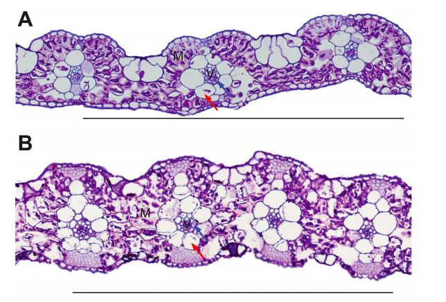 Perbandingan Anatomi Daun Tanaman C3 Dan C4