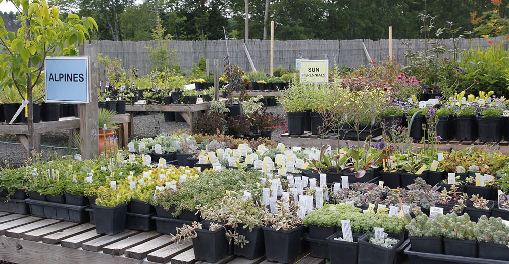 Bloomingwriter Gardening in Nova Scotia Great Nurseries in Nova Scotia