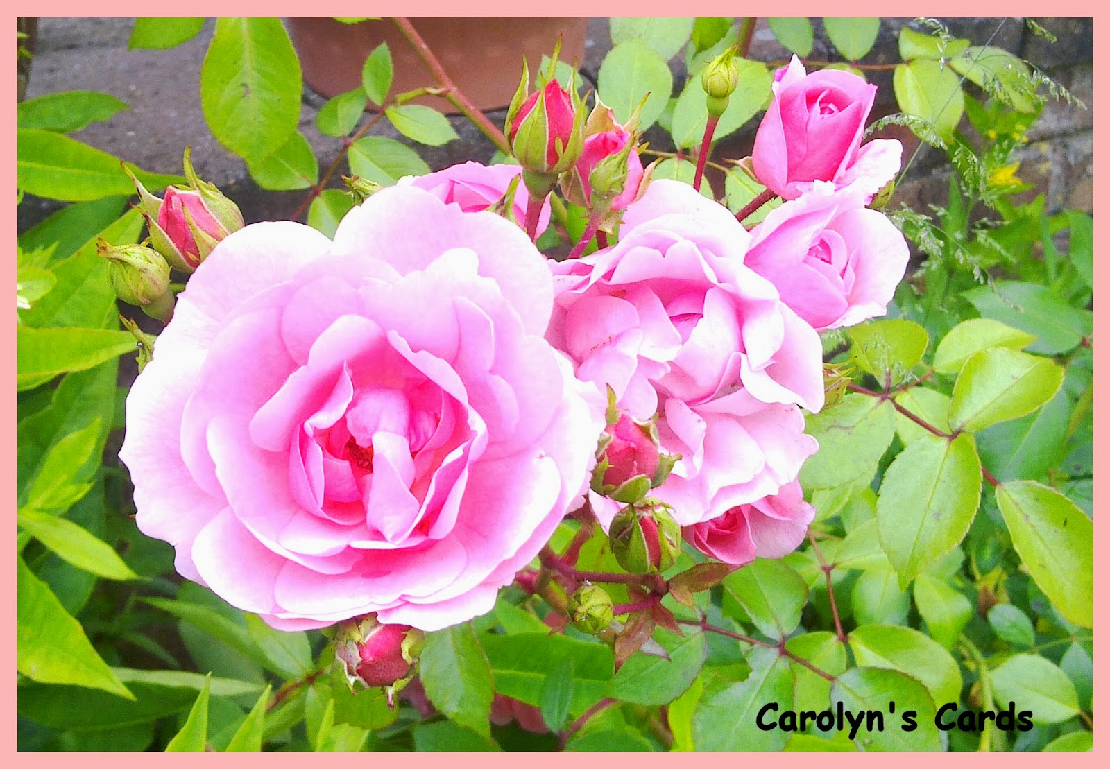 Open Your Eyes. Life Is Beautiful Pink Rosemeaning