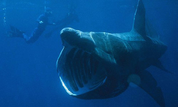 أغرب عشر سمكات قرش في العالم Basking+shark