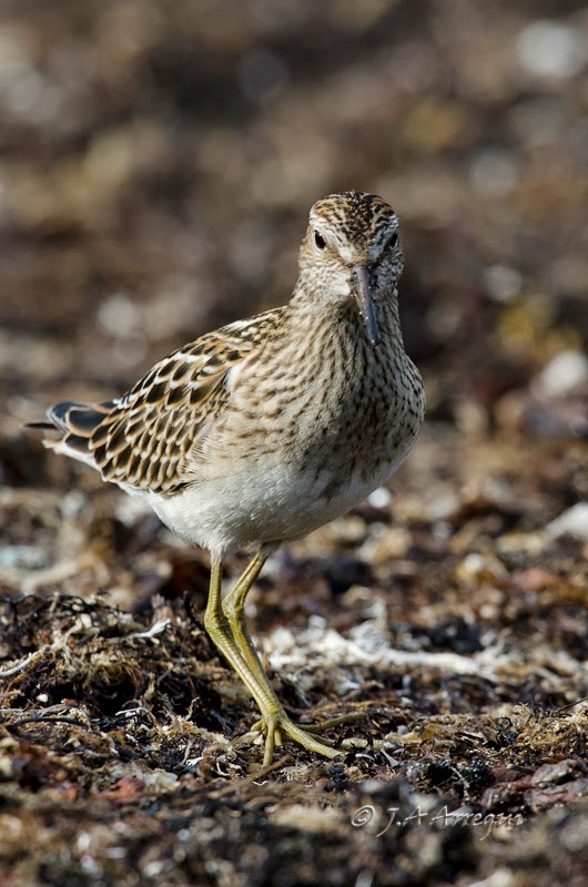 Correlimos pectoral, Calidris melanotos, Pectoral Sandpiper Correlimos pectoral, Calidris melanotos, Pectoral Sandpiper