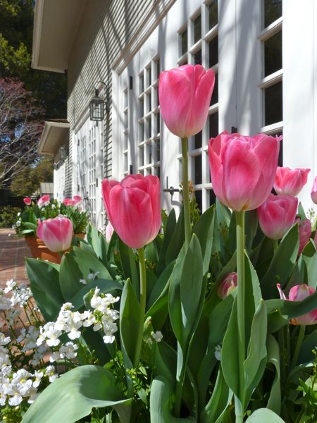 Flower Snaps Elizabeth Gamble Garden Palo Alto March 13