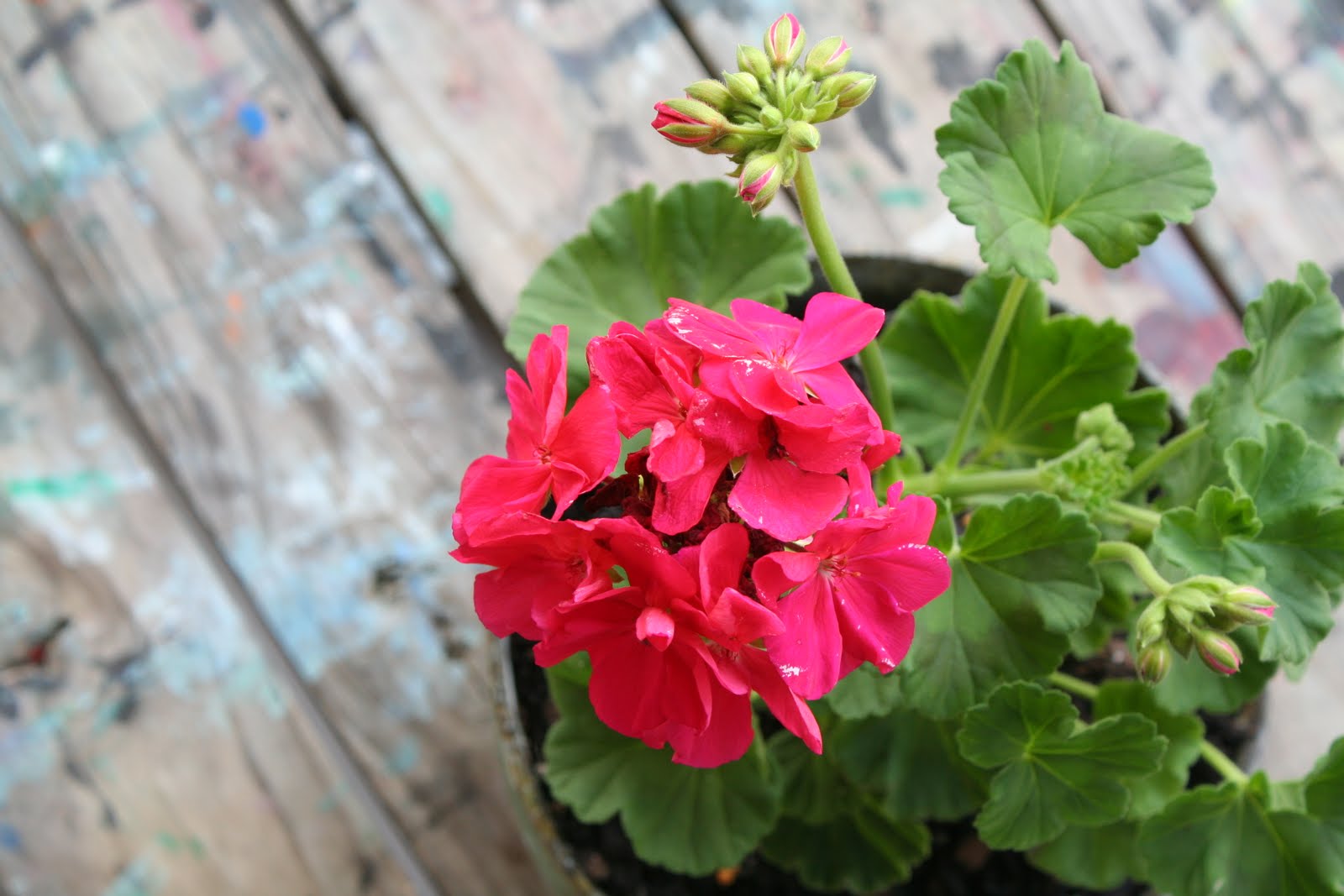 Charming the Birds from the Trees Geraniums...