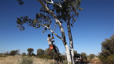 Climbing the tree to rid the rope through the pulley